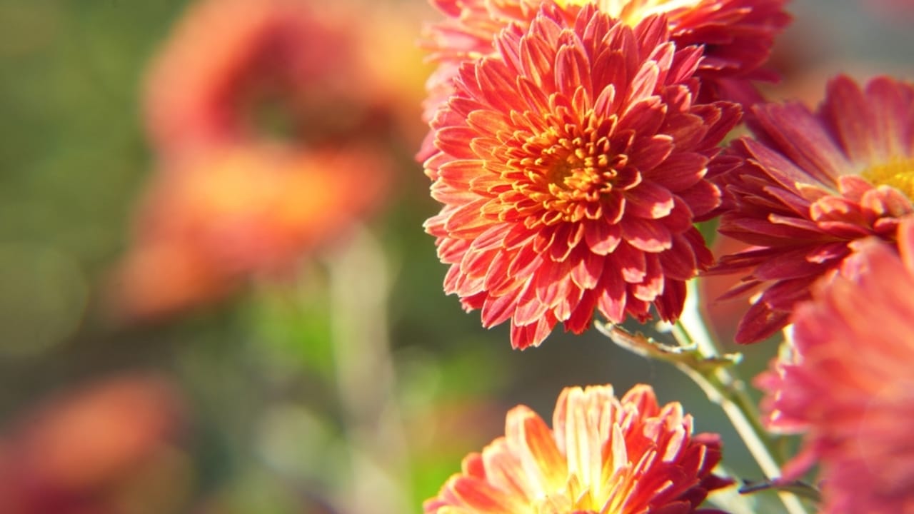 Mum's the Word: Expert Tips for Extending Your Chrysanthemum Flower Blooms 7 Mum's the Word: Expert Tips for Extending Your Chrysanthemum Flower Blooms - chrysanthemums in bright sunlight ss2380652109