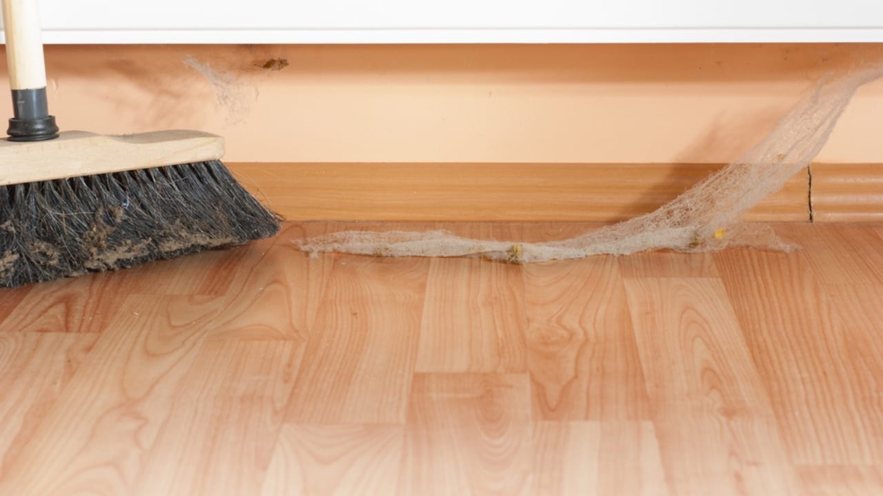 Black Widows Aren’t as Dangerous as You Think 4 Black Widows Aren’t as Dangerous as You Think - clean web spider ss218596657