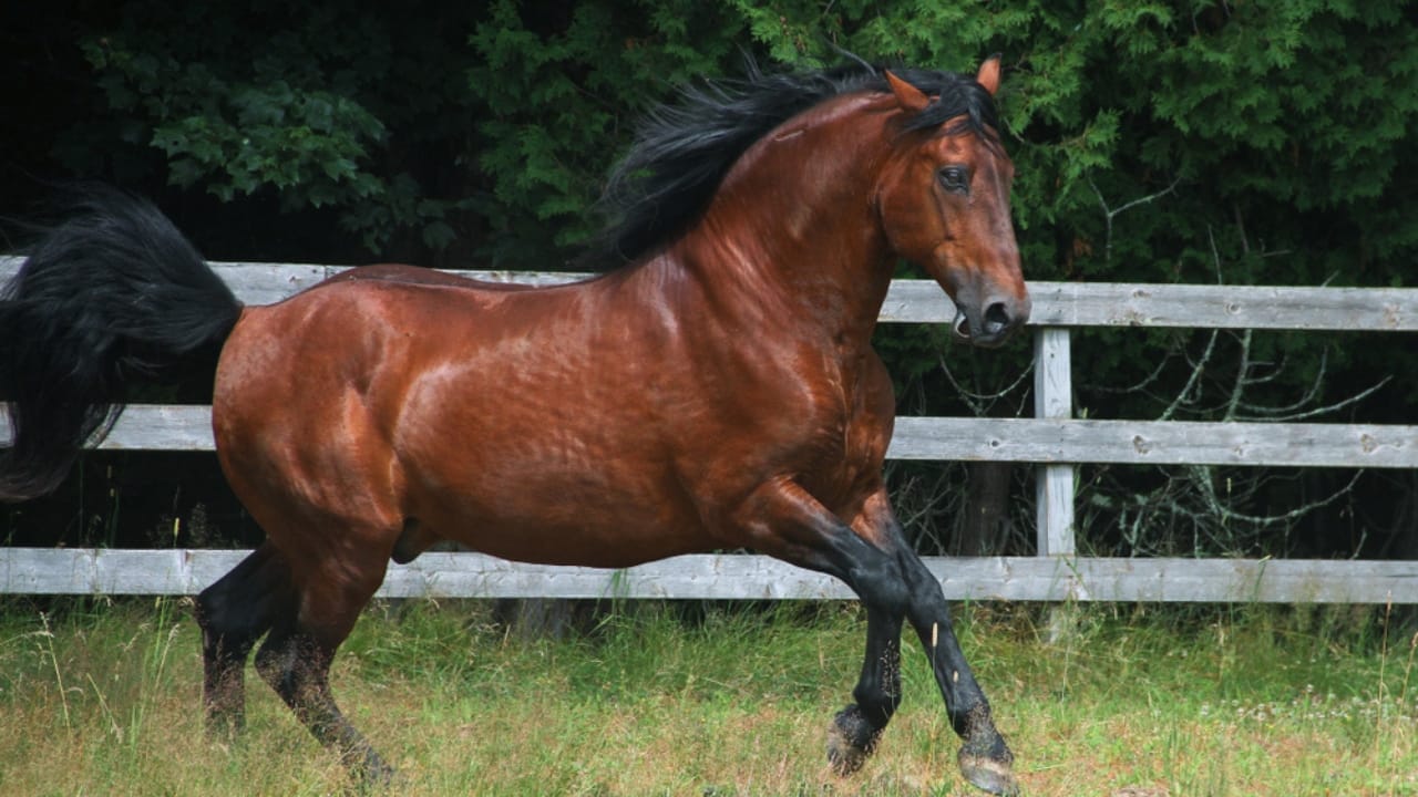 15 Enduring Horse Breeds with Lifespans as Strong as Their Spirit 7 15 Enduring Horse Breeds with Lifespans as Strong as Their Spirit - cleveland bay horse ss1369006682