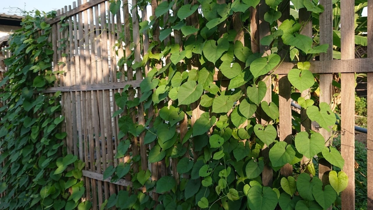 13 Fall Garden Ideas to Attract Pollinators Year After Year 11 13 Fall Garden Ideas to Attract Pollinators Year After Year - climbing vines over fences ss2339949997