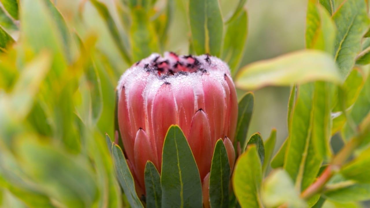 Nature's Crown Jewel: Why Florists & Designers are Falling for Protea Flowers 5 Nature's Crown Jewel: Why Florists & Designers are Falling for Protea Flowers - close up of protea ss2227839047