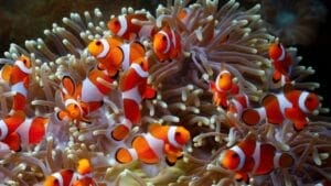 15 of the World's Prettiest Fish Species 1 15 of the World's Prettiest Fish Species - clownfish on coral reefs ss2324045187