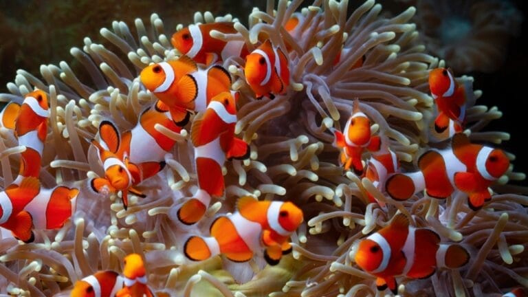 15 of the World's Prettiest Fish Species 4 15 of the World's Prettiest Fish Species - clownfish on coral reefs ss2324045187