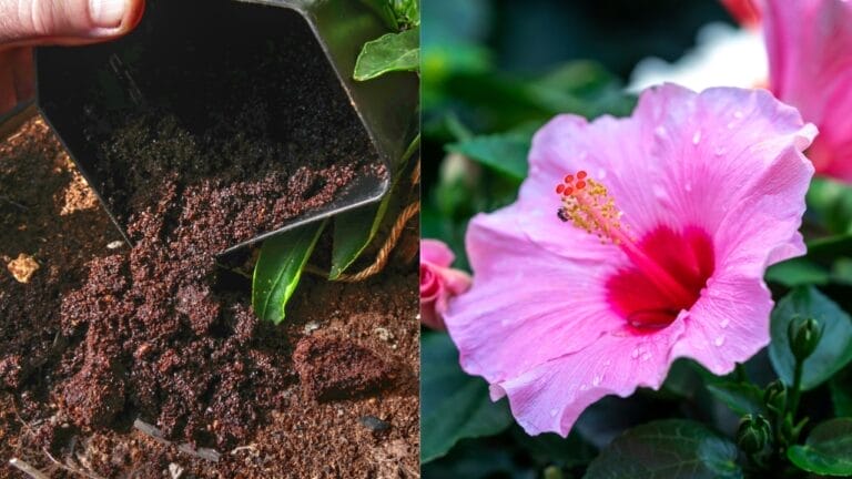 Give Your Hibiscus a Boost with This Kitchen Staple 10 Give Your Hibiscus a Boost with This Kitchen Staple - coffee ground poured at feet of plant ss2204094743 Hibiscus flower bloom ss2333604121