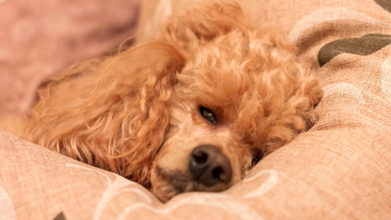 13 Reasons Why a Poodle Might Not Be the Right Dog for You 12 13 Reasons Why a Poodle Might Not Be the Right Dog for You - cold sick poodle on bed ss1862450872