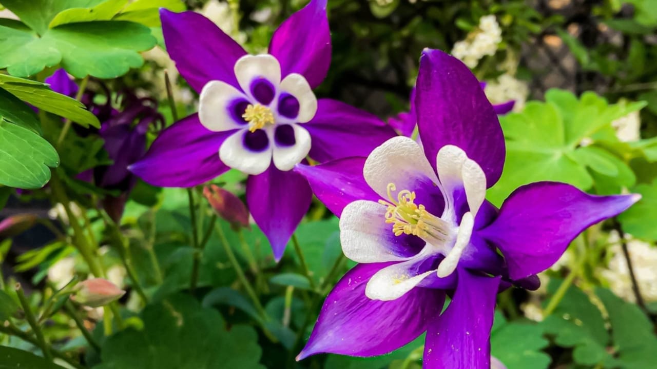 Hummingbirds Can’t Resist These 11 Gorgeous Purple Blooms 6 Hummingbirds Can’t Resist These 11 Gorgeous Purple Blooms - columbine flower ss1671838927