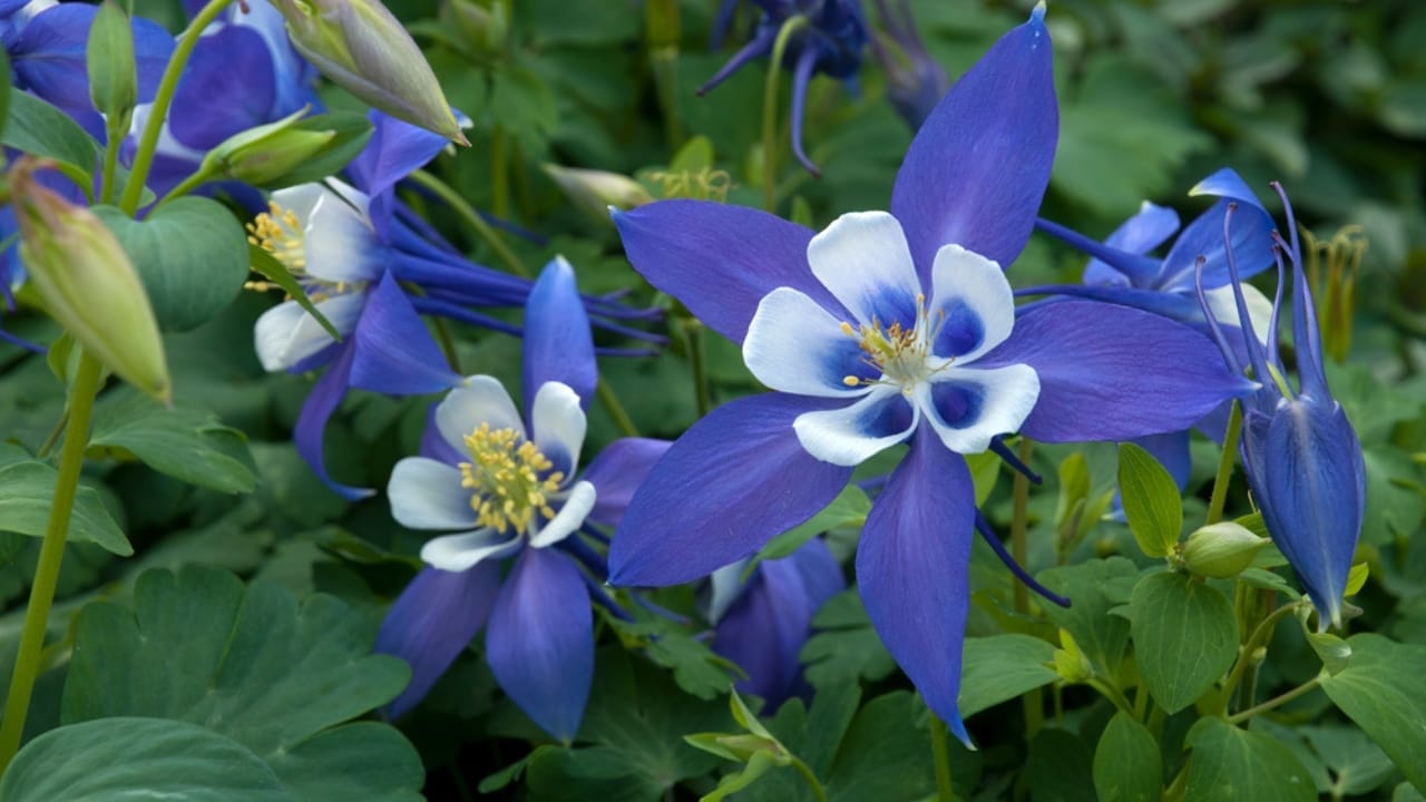 Don’t Risk It: 16 Perennials You Should Never Divide 9 Don’t Risk It: 16 Perennials You Should Never Divide - columbine flower ss1690718785