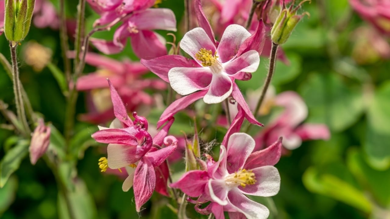 15 Hardy Self-Seeding Perennials to Crowd Out Weeds - columbine flower ss2346807229