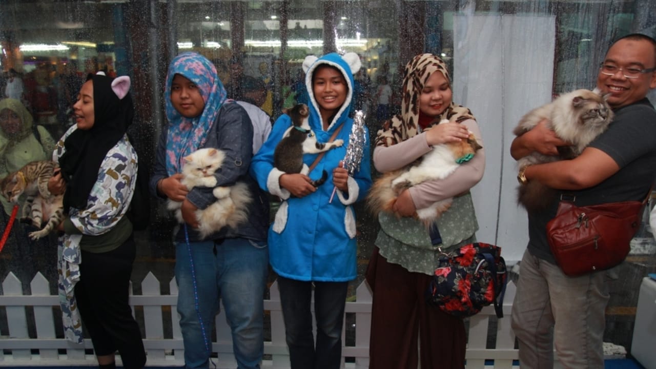 18 Tips for Being the Best Cat Parent Ever 17 18 Tips for Being the Best Cat Parent Ever - community of cat lovers ss2474225387