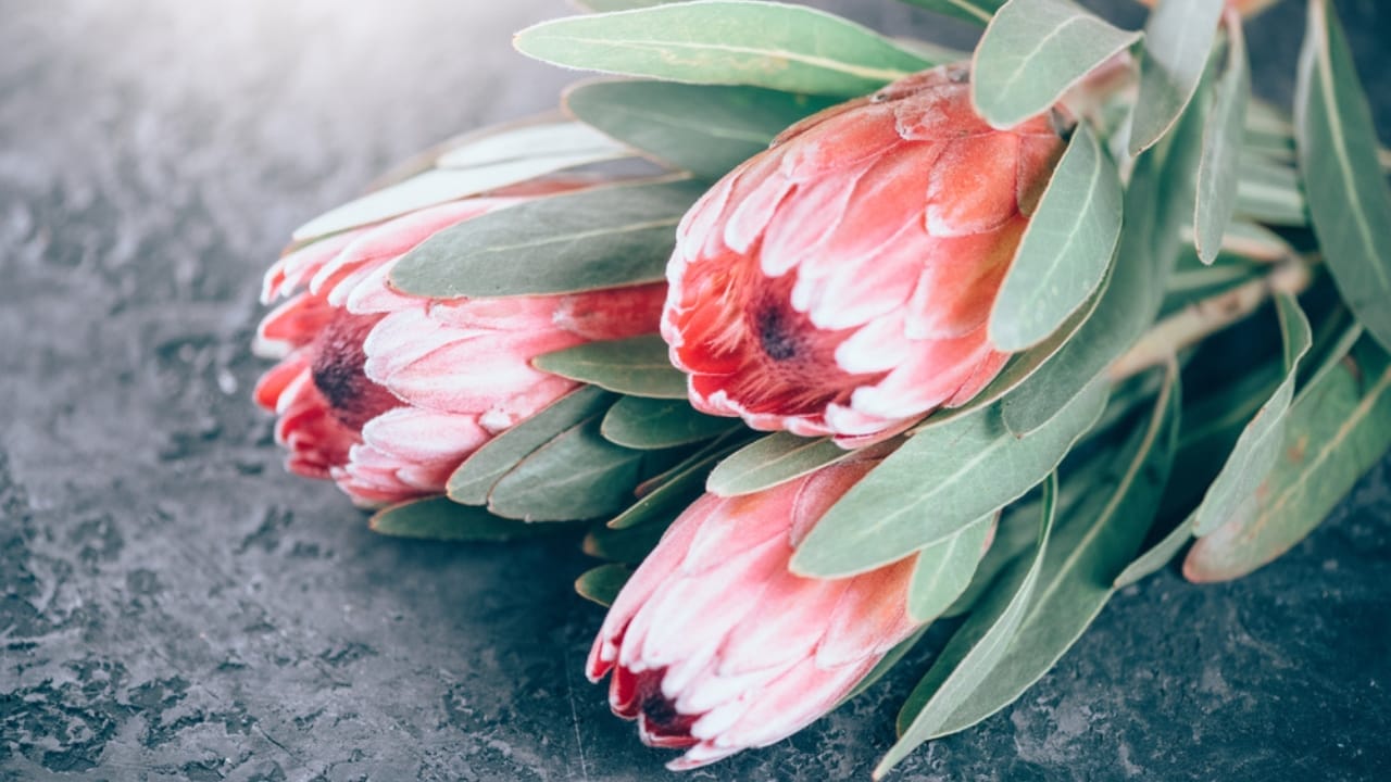 Nature's Crown Jewel: Why Florists & Designers are Falling for Protea Flowers 4 Nature's Crown Jewel: Why Florists & Designers are Falling for Protea Flowers - cone protea flowers ss1640108716