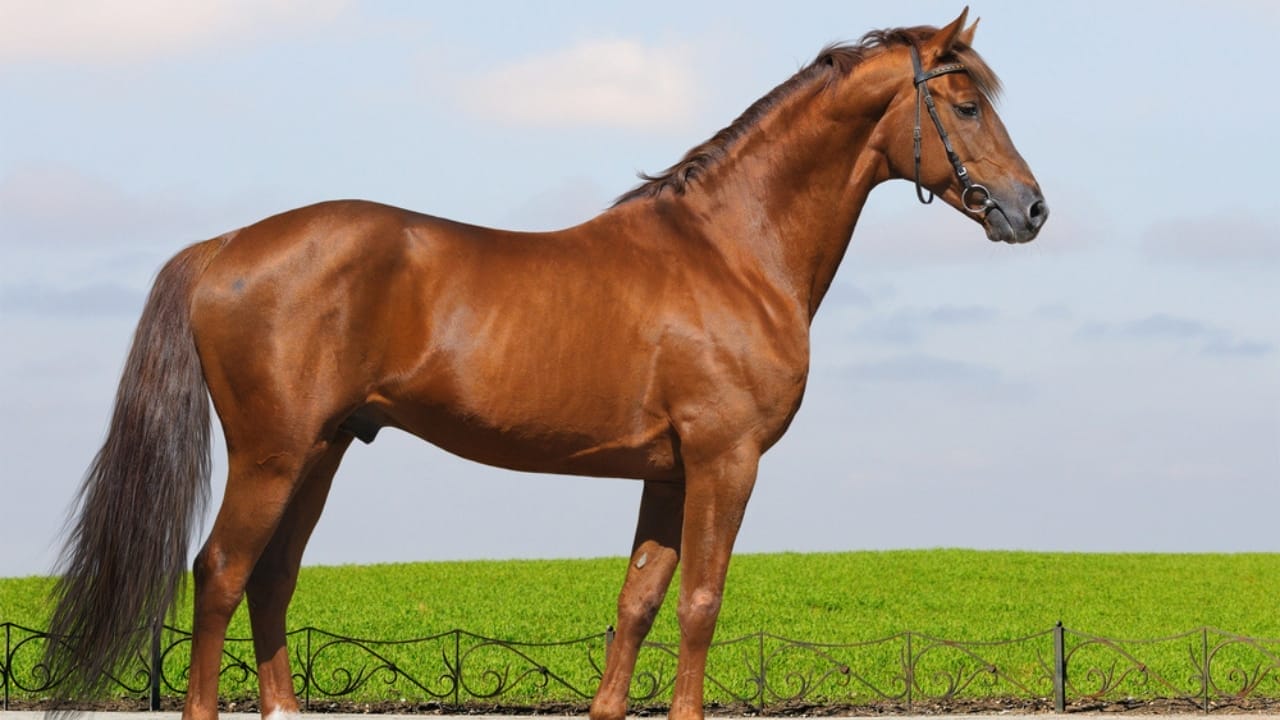 15 Horse Terms to Know Before Grabbing the Reins for the First Time 14 15 Horse Terms to Know Before Grabbing the Reins for the First Time - conformation horse dp6643318