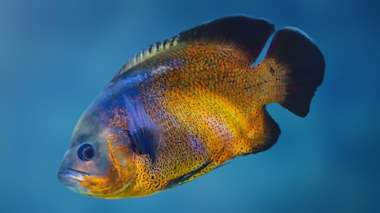 15 Oscar Fish Varieties for the Perfect Aquarium 10 15 Oscar Fish Varieties for the Perfect Aquarium - copper oscar fish ss2432870751