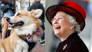 The Royal Price Tag that Comes with Corgis 1 The Royal Price Tag that Comes with Corgis - corgi