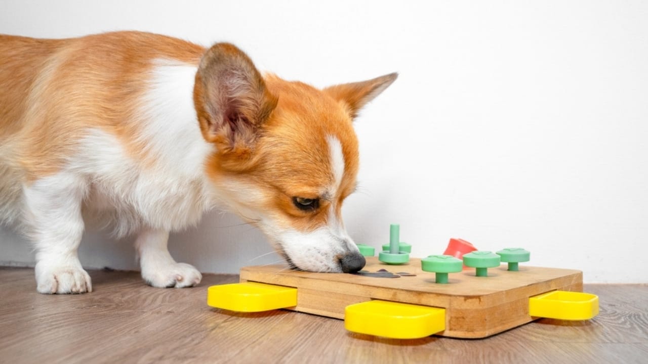 15 Dog Care Mistakes You May Not Realize You’re Making 12 15 Dog Care Mistakes You May Not Realize You’re Making - corgi puppy playing Puzzle Toy ss2340907407