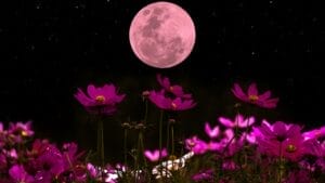 How to Create an Enchanting Moon Garden That Comes Alive at Night 1 How to Create an Enchanting Moon Garden That Comes Alive at Night - cosmos flowers and full moon ss1956396220