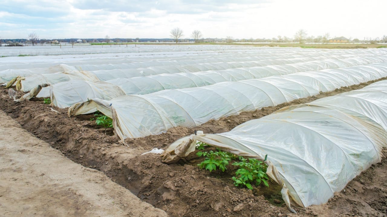 15 Ways to Get Your Garden Frost-Ready Before It’s Too Late 12 15 Ways to Get Your Garden Frost-Ready Before It’s Too Late - cover crop ss1958628193