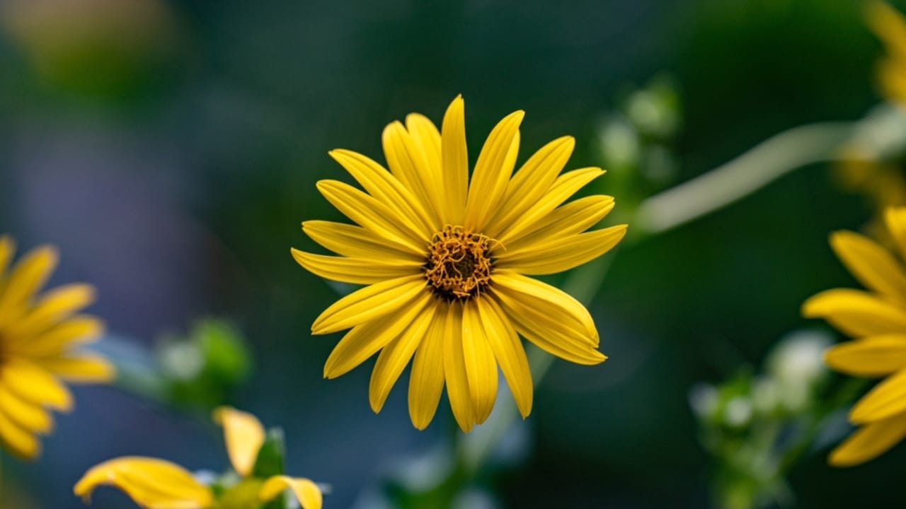 14 Incredible Plants That Will Attract Swarms of Goldfinches 6 14 Incredible Plants That Will Attract Swarms of Goldfinches - cup plant ss2514686705