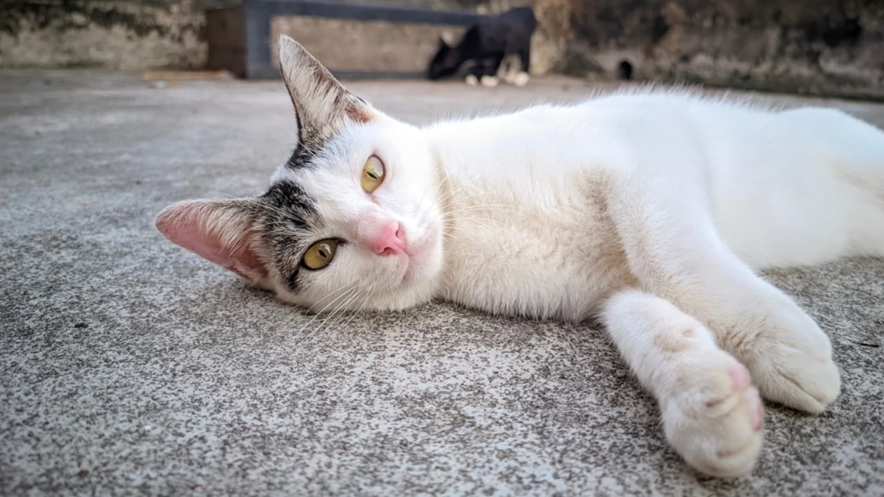 Meet Your New Best Friend: The Affectionate & Playful Aegean Cat 7 Meet Your New Best Friend: The Affectionate & Playful Aegean Cat - cute white aegean cat ss2306074247