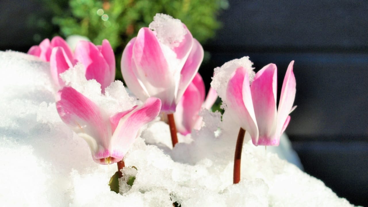 15 Cold-Resistant Winter Flowers for a Beautiful Garden Year-Round 16 15 Cold-Resistant Winter Flowers for a Beautiful Garden Year-Round - cyclamen ss1272056935