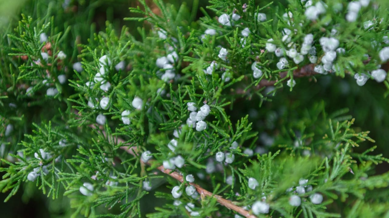 20 Beautiful Plants to Celebrate the Memory of Departed Loved Ones 13 20 Beautiful Plants to Celebrate the Memory of Departed Loved Ones - cypress dp202416384