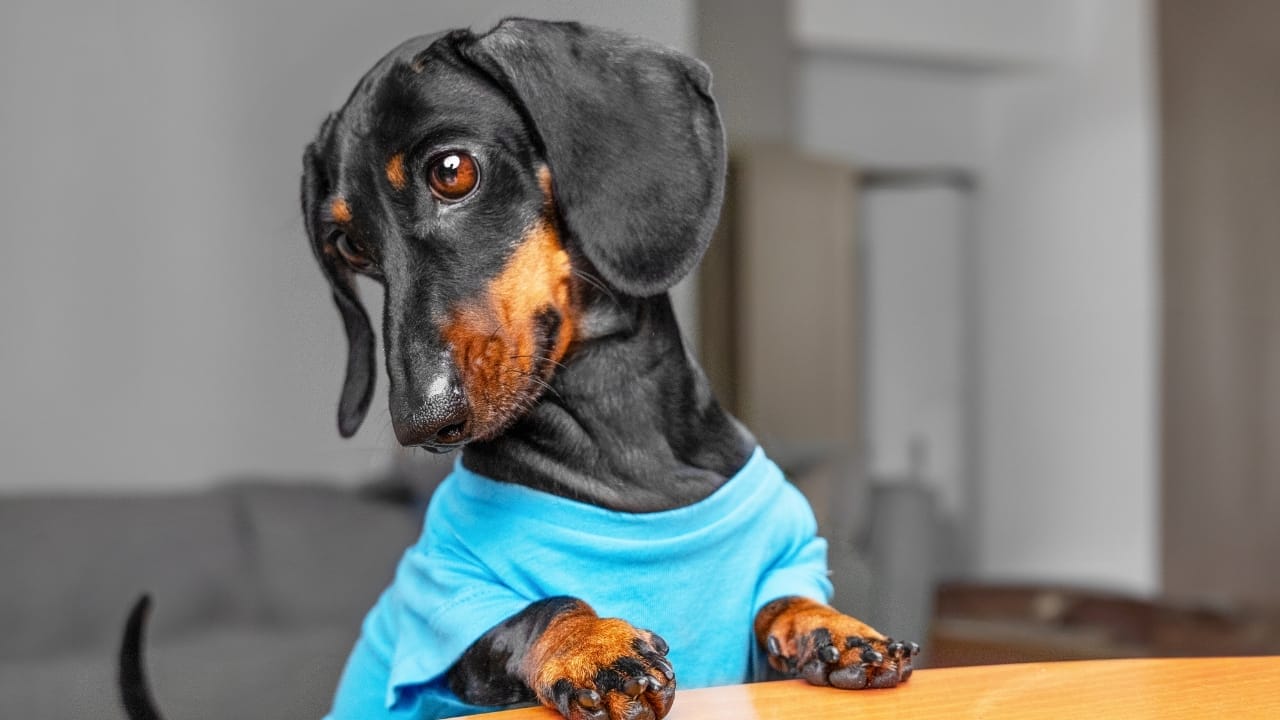 Only Certain Dogs Remember Toy Names After Two Years, Study Finds 5 Only Certain Dogs Remember Toy Names After Two Years, Study Finds - dachshund dog ss2440091735