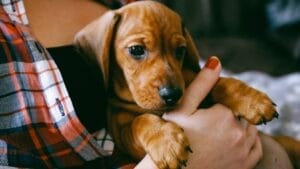 New Puppy Starter Kit: 15 Items to Make Their First Year Easy 1 New Puppy Starter Kit: 15 Items to Make Their First Year Easy - dachshund puppy and female owner ss576153478