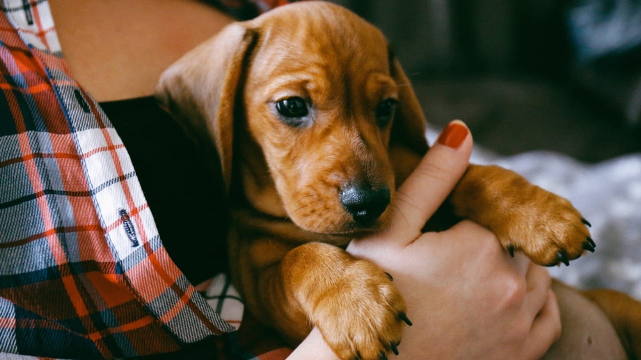 26 Dog Breeds Who Believe Aggression Is Simply Overrated 21 26 Dog Breeds Who Believe Aggression Is Simply Overrated - dachshund puppy and female owner ss576153478