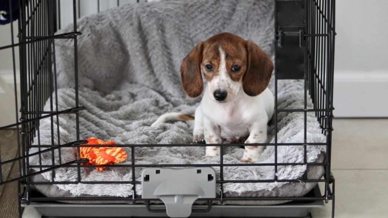 New Puppy Starter Kit: 15 Items to Make Their First Year Easy 3 New Puppy Starter Kit: 15 Items to Make Their First Year Easy - dachshund puppy sitting inside crate ss2200257155