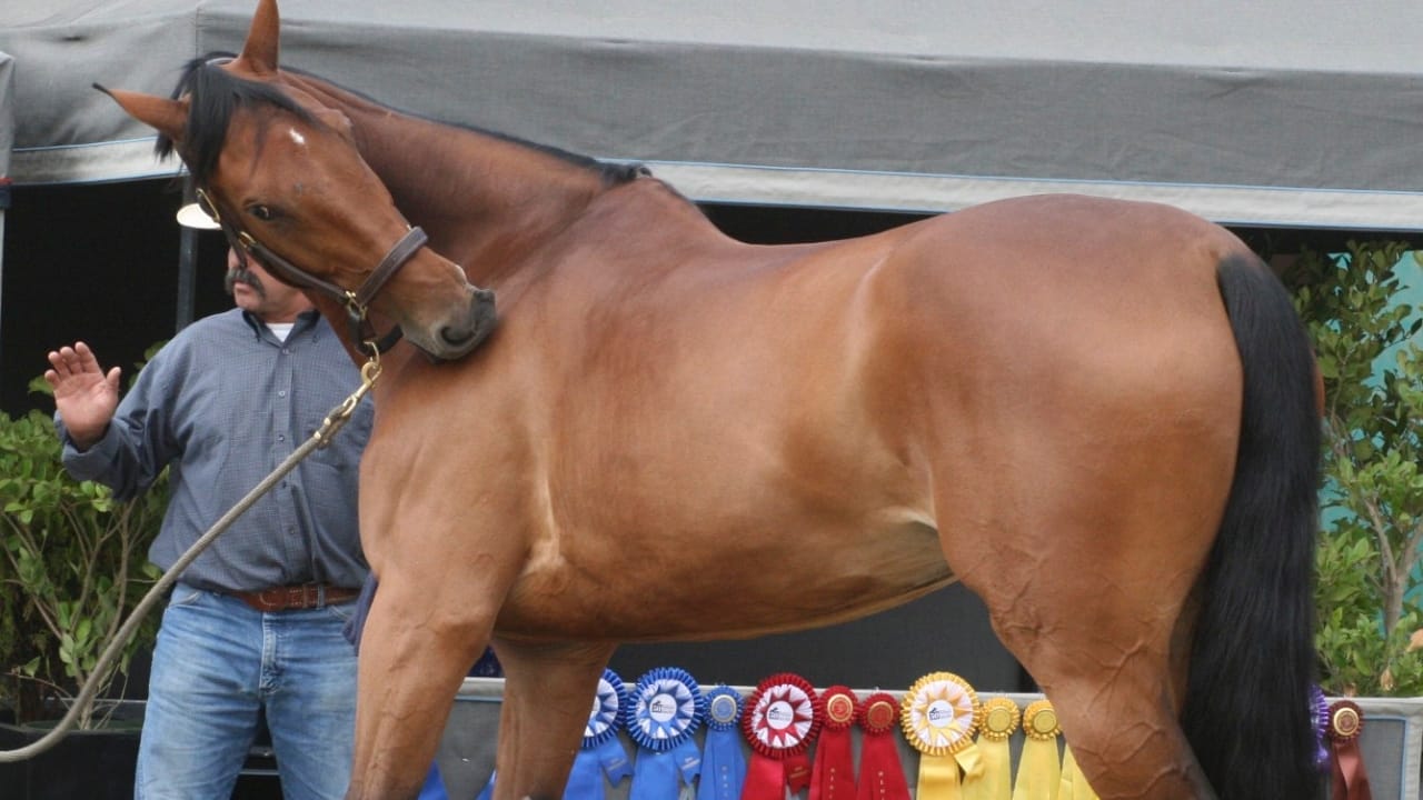 A Closer Look at Horse Colors: From Uncommon Shades to Everyday Favorites - dark Bay Horse wc