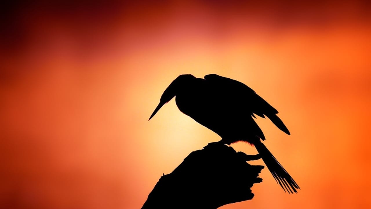 Why Birds Sing at Night: 10 Spiritual Messages Behind Their Calls 10 Why Birds Sing at Night: 10 Spiritual Messages Behind Their Calls - darter silhouette dp64603751