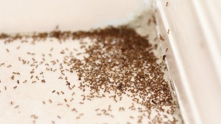 15 Natural Scents to Repel Ants & Keep Your Home Fresh - dead ants in a pile ss2189433149