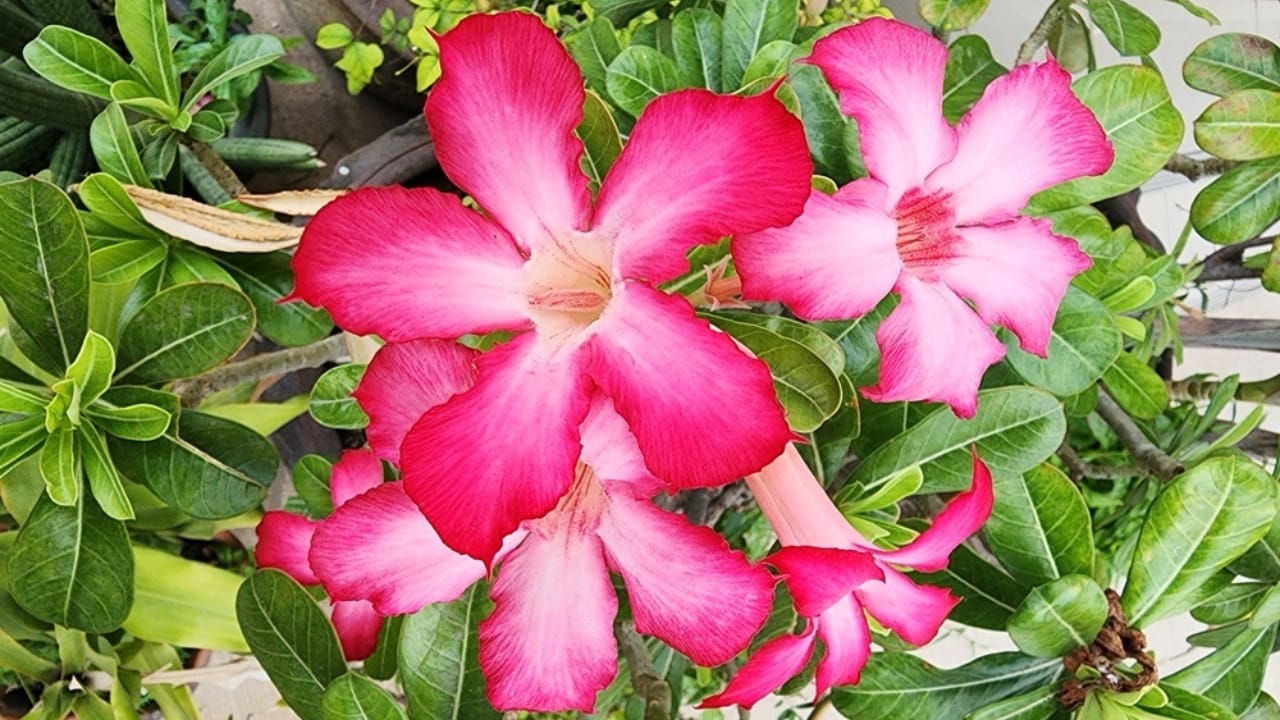 10 Bell-Shaped Flowering Plants That Will Add Whimsy to Your Garden 12 10 Bell-Shaped Flowering Plants That Will Add Whimsy to Your Garden - desert rose ss2458081413