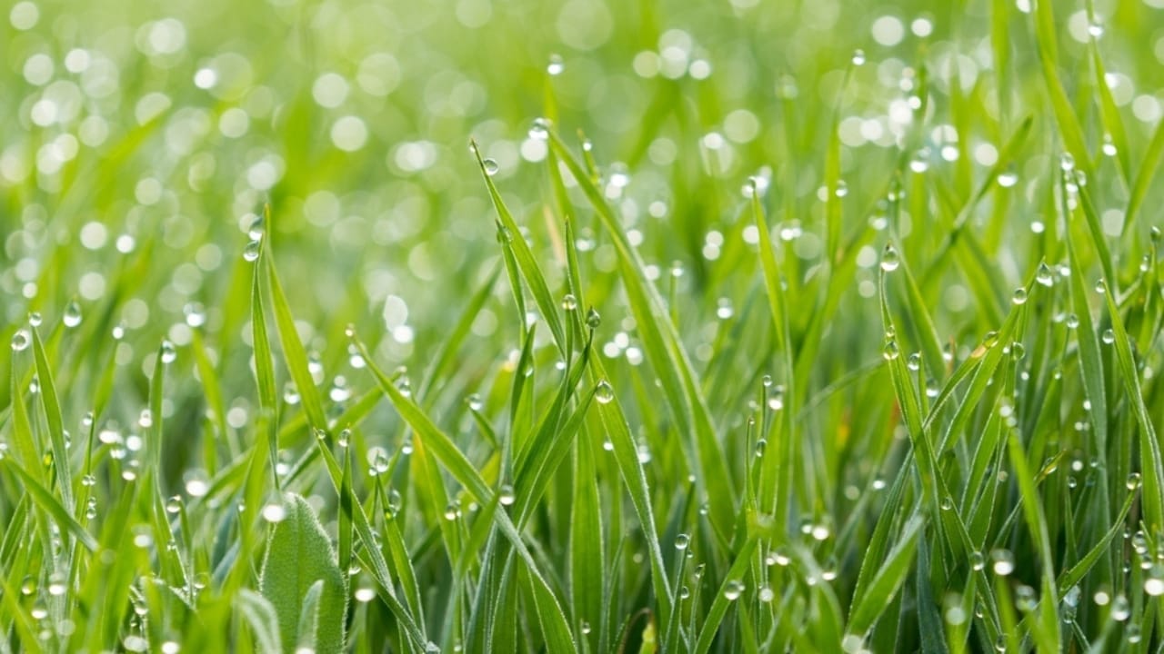 16 Unexpected Places to Find Water in an Emergency 5 16 Unexpected Places to Find Water in an Emergency - dew collection ss2494813811