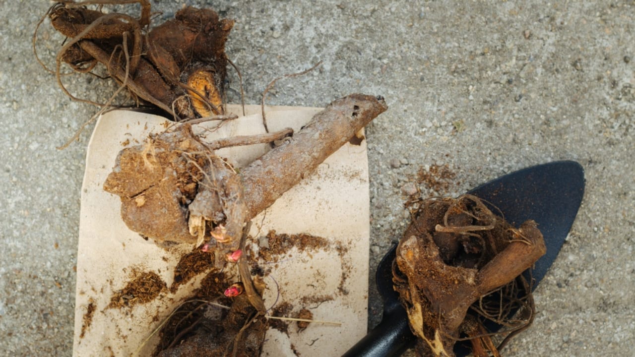 Fall Is the Perfect Time to Move Your Peonies 5 Fall Is the Perfect Time to Move Your Peonies - dividing peonies roots ss1216351036