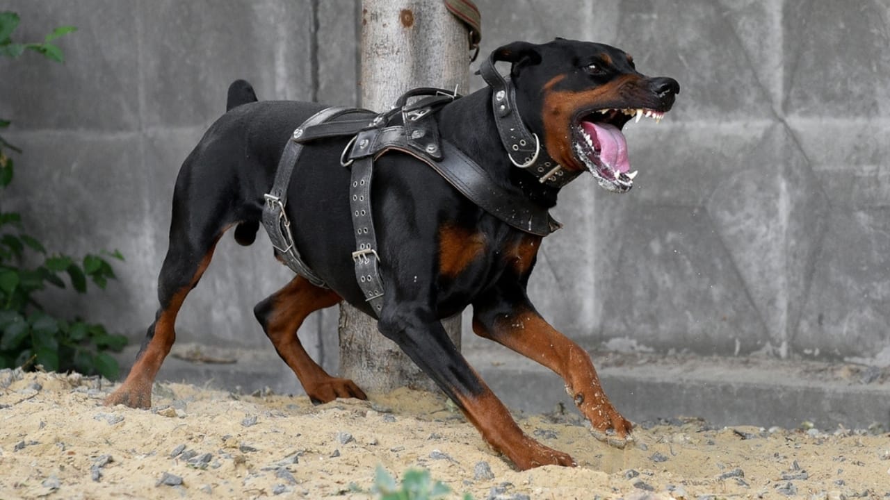 Golden Retriever Charlie's World Record-Breaking Bark & 15 Loudest Barking Breeds - doberman pinscher ss2324914969