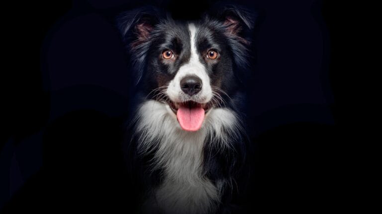 15 Stress-Relieving Tricks to Help Your Dog Stay Relaxed 9 15 Stress-Relieving Tricks to Help Your Dog Stay Relaxed - dog collie panting ss2190830025