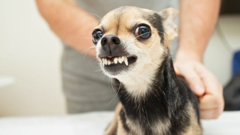 Why Some Dogs Growl When Petted & How to Handle It - dog growling ss2256038821