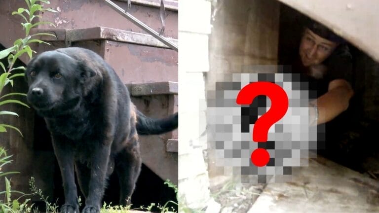 Abandoned Dog’s Unusual Behavior Reveals a Heartwarming Surprise Under the Porch - dog in porch 1