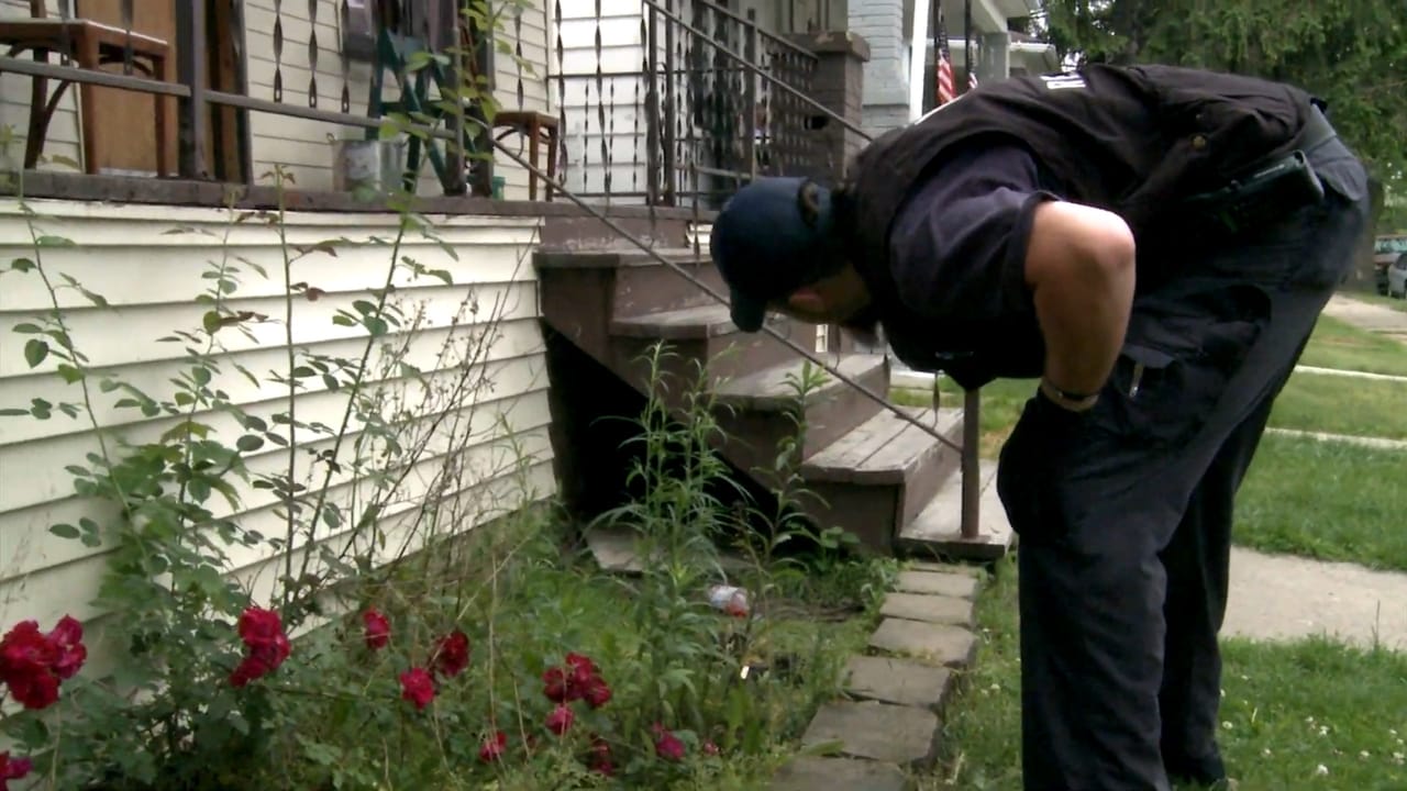 Abandoned Dog’s Unusual Behavior Reveals a Heartwarming Surprise Under the Porch 2 Abandoned Dog’s Unusual Behavior Reveals a Heartwarming Surprise Under the Porch - dog in porch 2