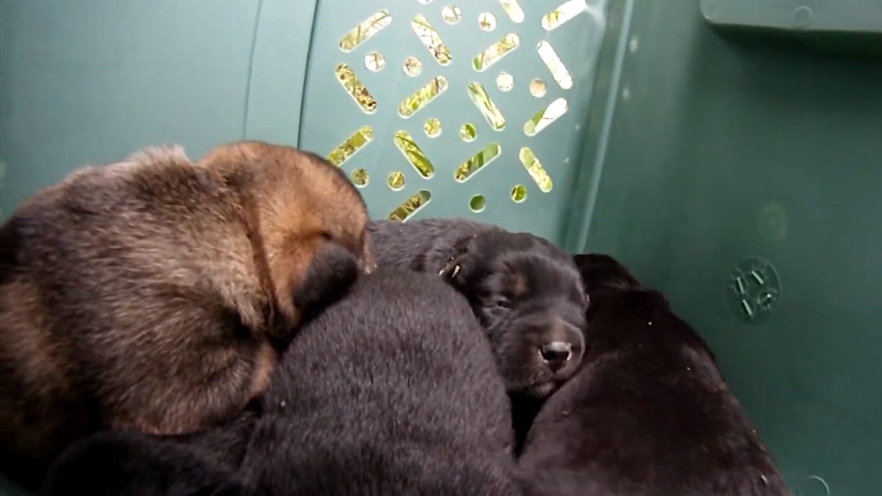 Abandoned Dog’s Unusual Behavior Reveals a Heartwarming Surprise Under the Porch 4 Abandoned Dog’s Unusual Behavior Reveals a Heartwarming Surprise Under the Porch - dog in porch 3