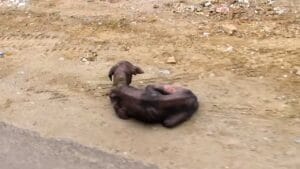 When a Dog Lies Down to Rest and Unexpectedly Discovers a Glimmer of Hope 1 When a Dog Lies Down to Rest and Unexpectedly Discovers a Glimmer of Hope - dog lies down 1