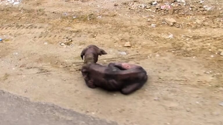 When a Dog Lies Down to Rest and Unexpectedly Discovers a Glimmer of Hope 8 When a Dog Lies Down to Rest and Unexpectedly Discovers a Glimmer of Hope - dog lies down 1