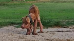 How a Rescue Group Fights for a Dog Suffering from Severe Mange After Police Decline to Press Charges 1 How a Rescue Group Fights for a Dog Suffering from Severe Mange After Police Decline to Press Charges - dog suffer 1