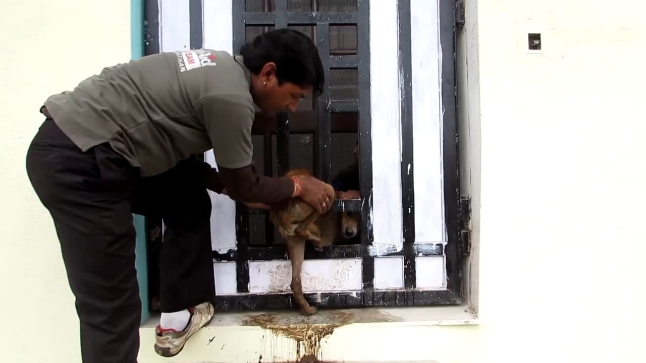 Abandoned dog stuck in a gate 💔 You won&rsquo;t believe what strangers did next - dog trapped 1 1