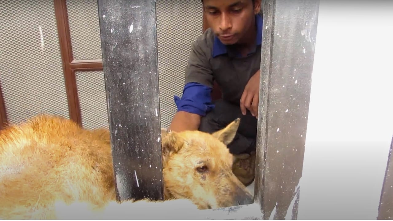 Abandoned dog stuck in a gate 💔 You won’t believe what strangers did next 3 Abandoned dog stuck in a gate 💔 You won’t believe what strangers did next - dog trapped 1