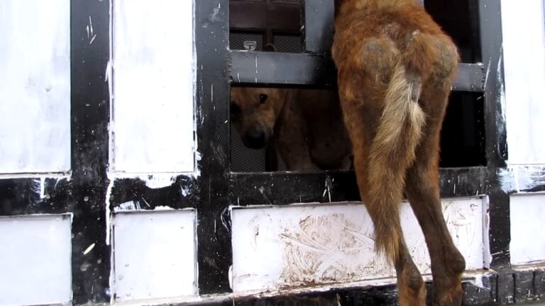 Abandoned dog stuck in a gate 💔 You won’t believe what strangers did next - dog trapped fp 1