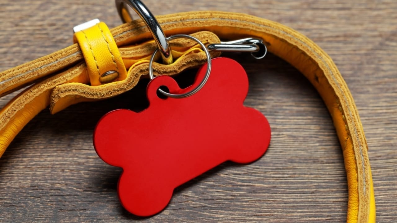 New Puppy Starter Kit: 15 Items to Make Their First Year Easy 5 New Puppy Starter Kit: 15 Items to Make Their First Year Easy - dog collar with red tag ss2223270605