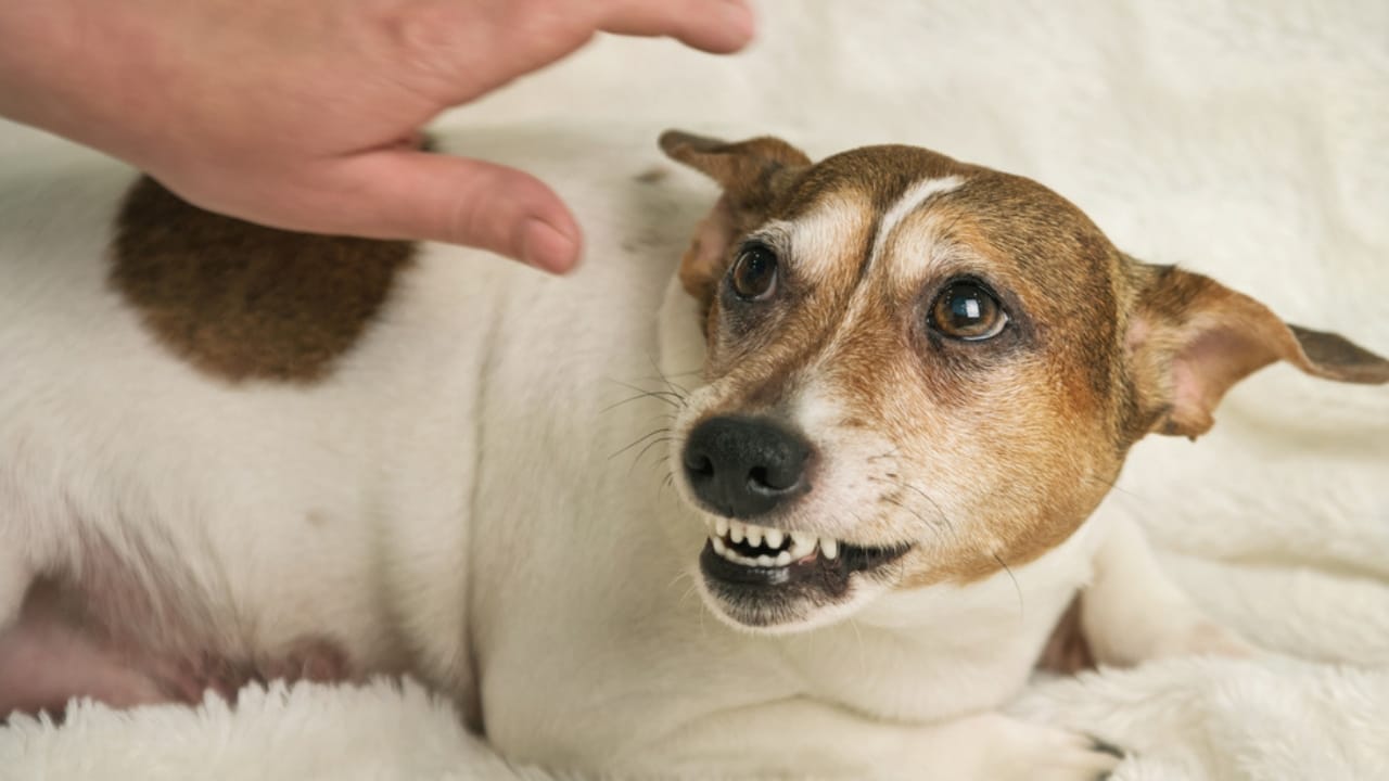 Why Some Dogs Growl When Petted & How to Handle It - dog growling ss1673209510