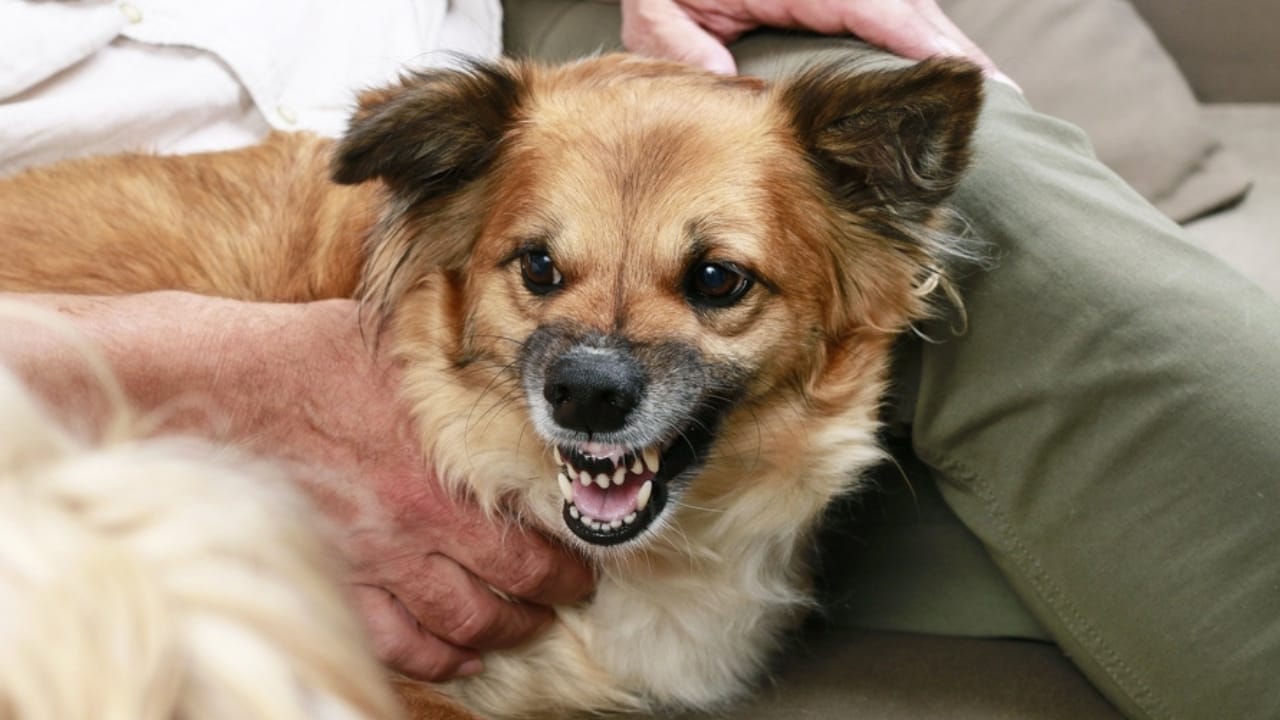 Why Some Dogs Growl When Petted & How to Handle It - dog growling ss487303507