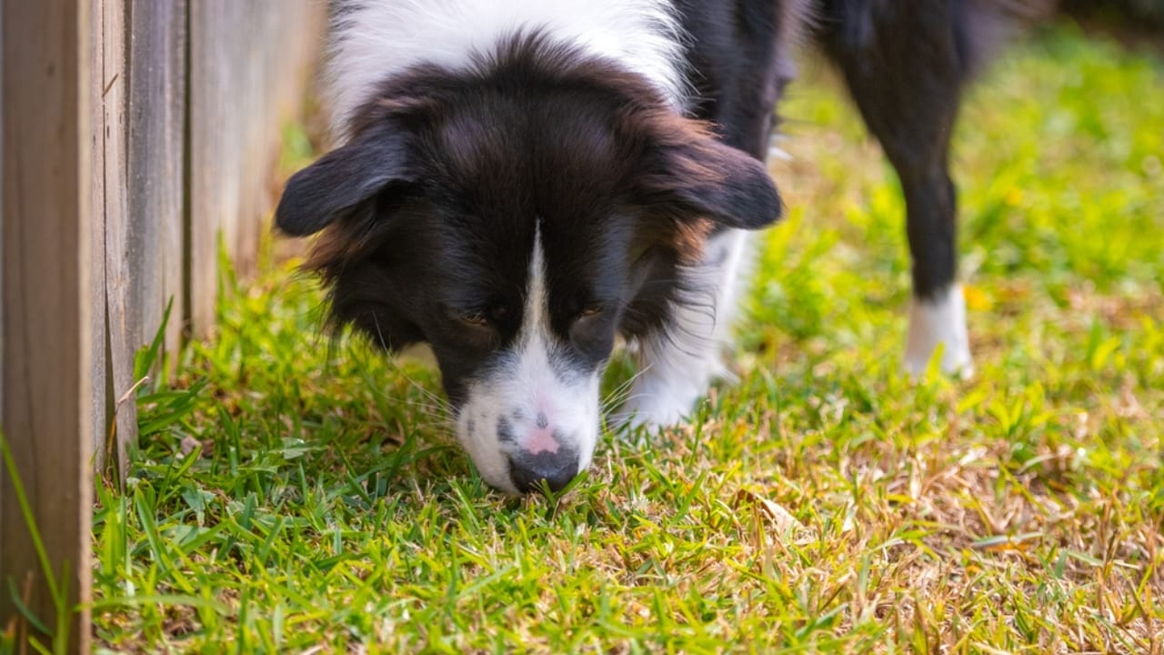 Canine Nosework: The Perfect Combo of Fun & Focus for Your Dog 2 Canine Nosework: The Perfect Combo of Fun & Focus for Your Dog - dog smelling grass dp673034442